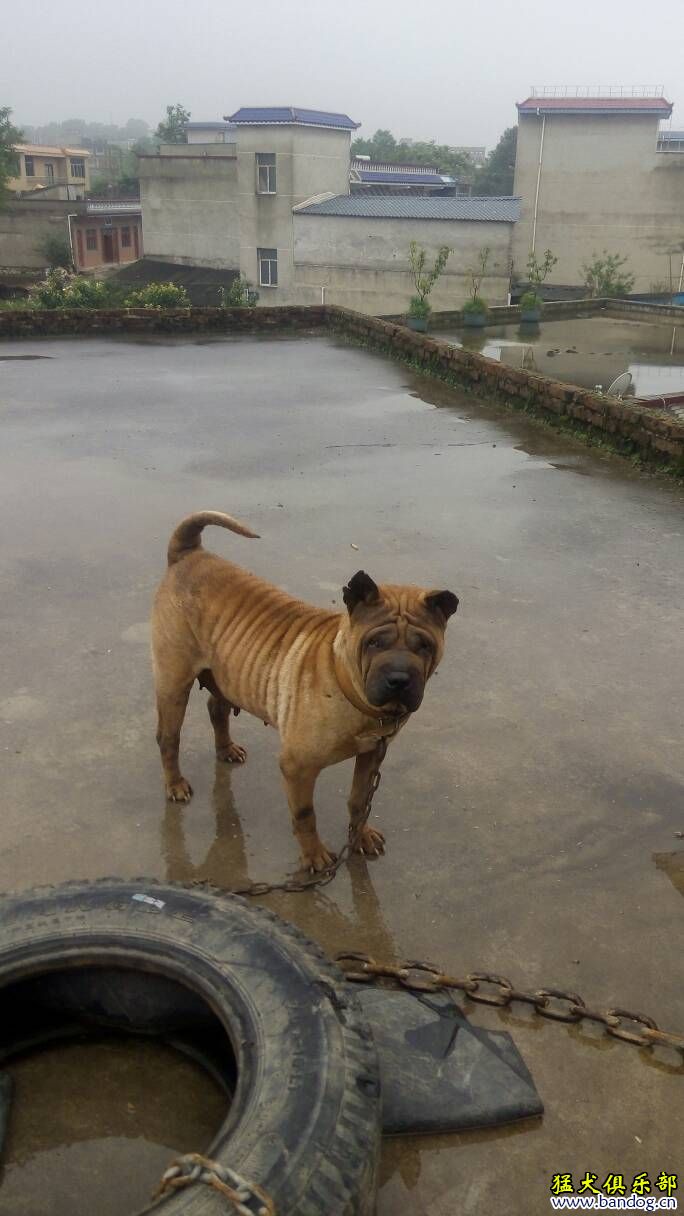 骨沙犬出售图片