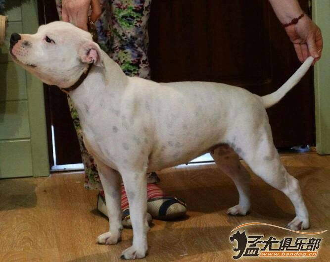 英系斯塔福犬图片