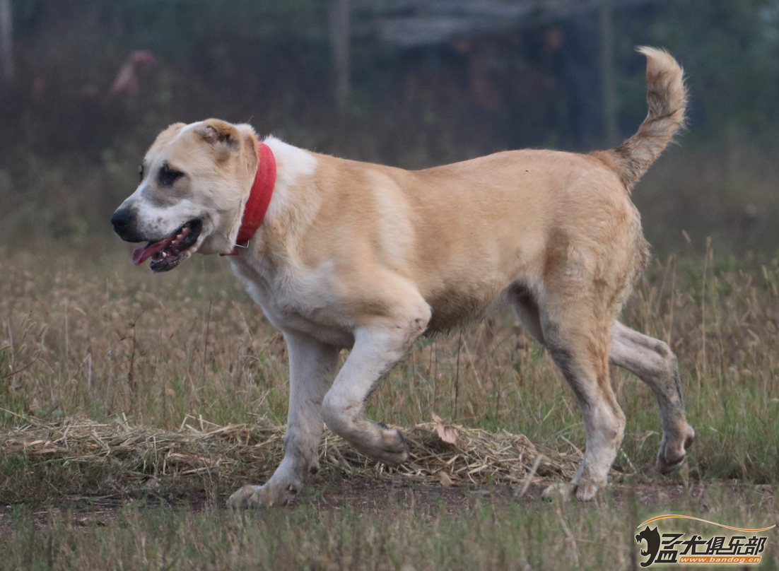 新疆地区的猛犬图片