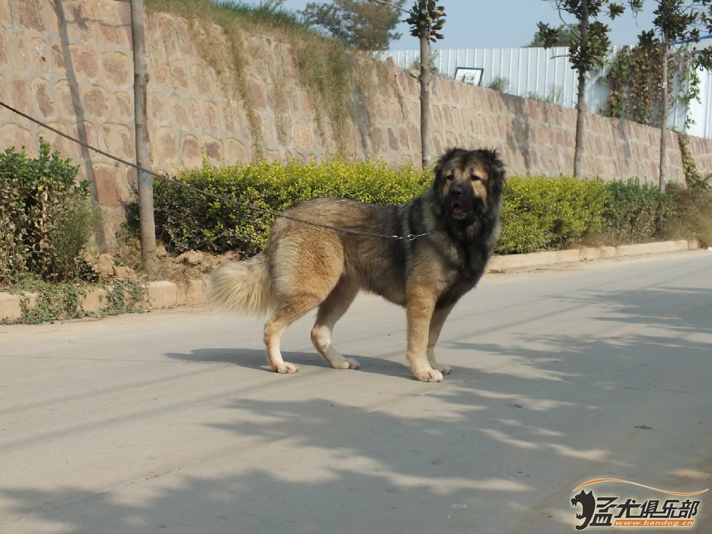 我目前的四條高加索犬 6歲的世界冠軍冰山和它的女兒外孫女