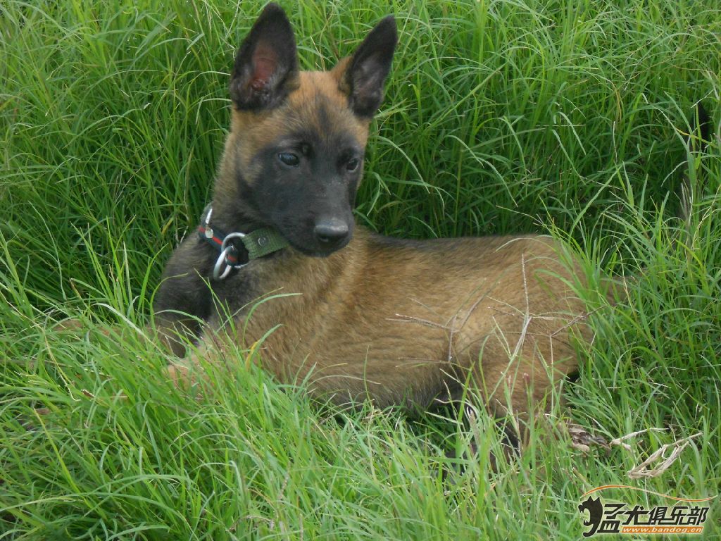 两个月小马犬