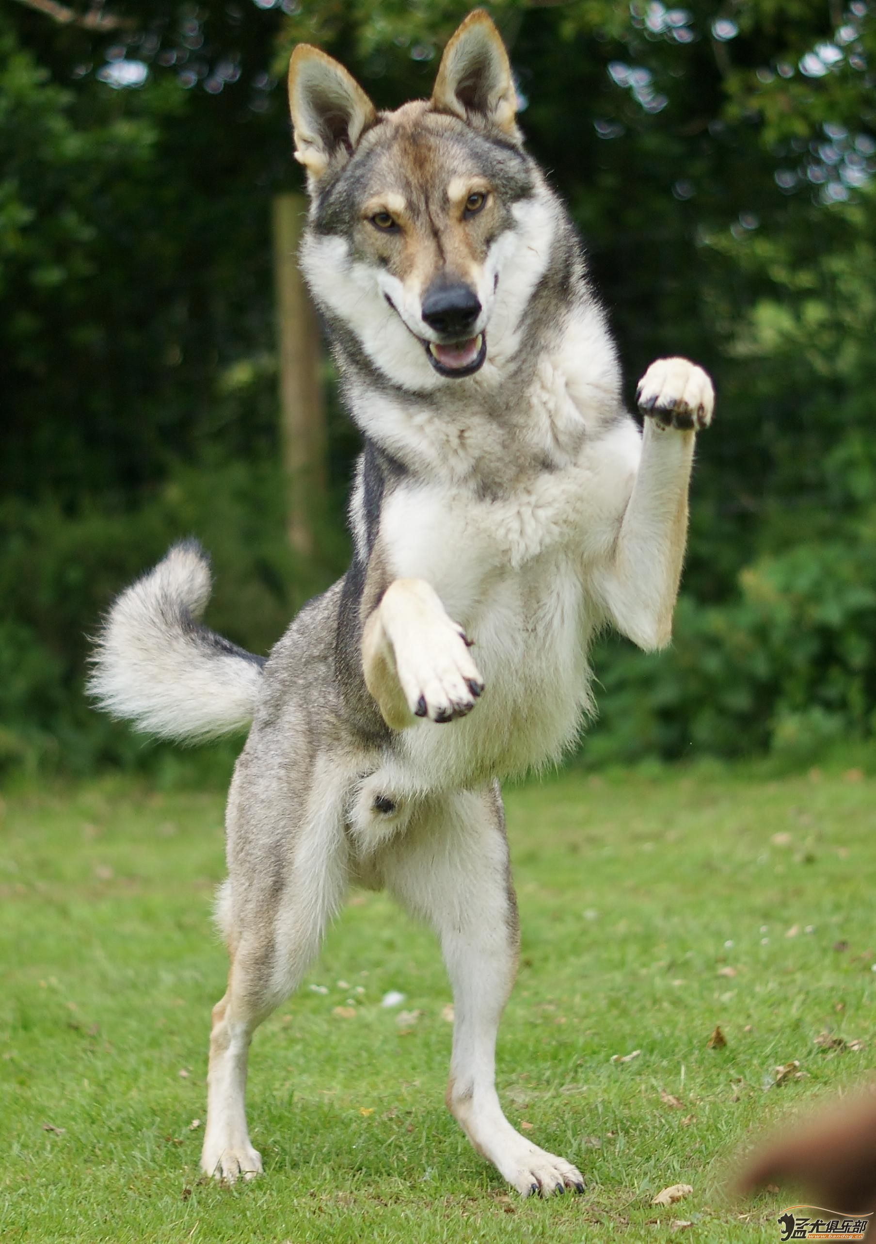 欧洲引进的捷克狼犬