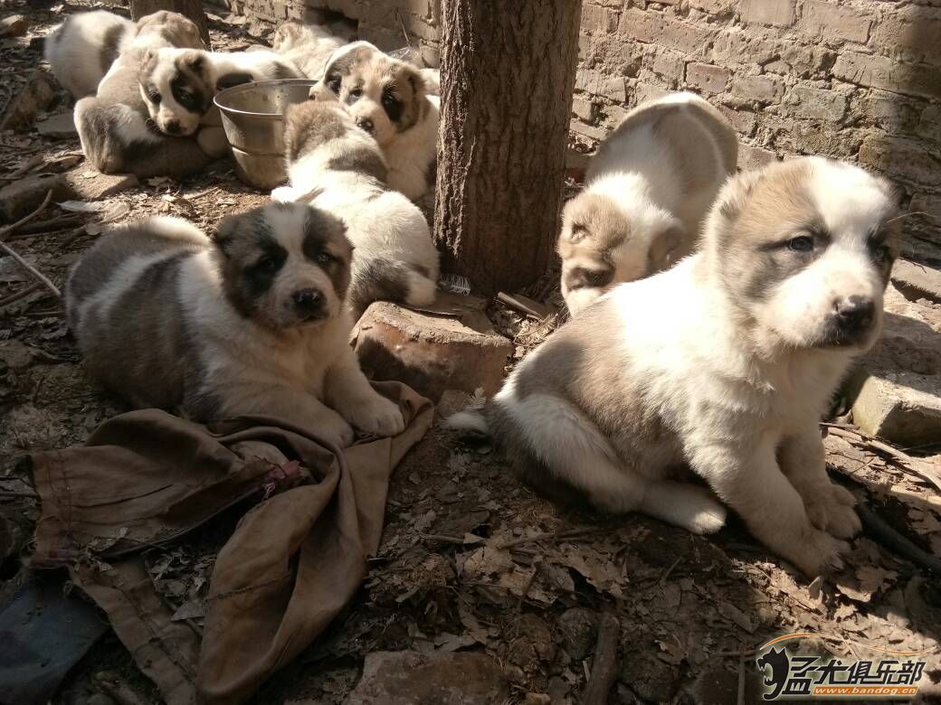 中亚犬怀孕40天图图片