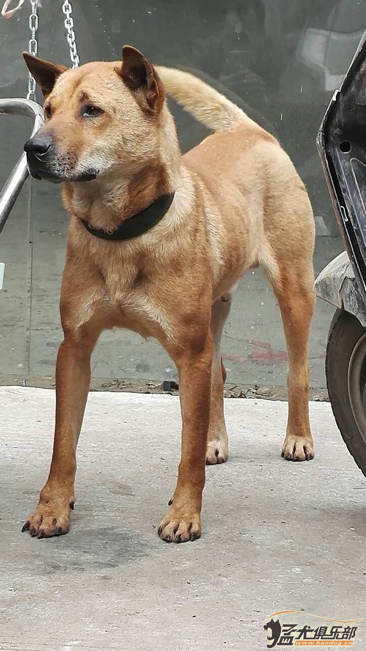 廣西土獵出售 - 綜合獵犬交易 - 猛犬俱樂部-中國具有影響力的猛犬