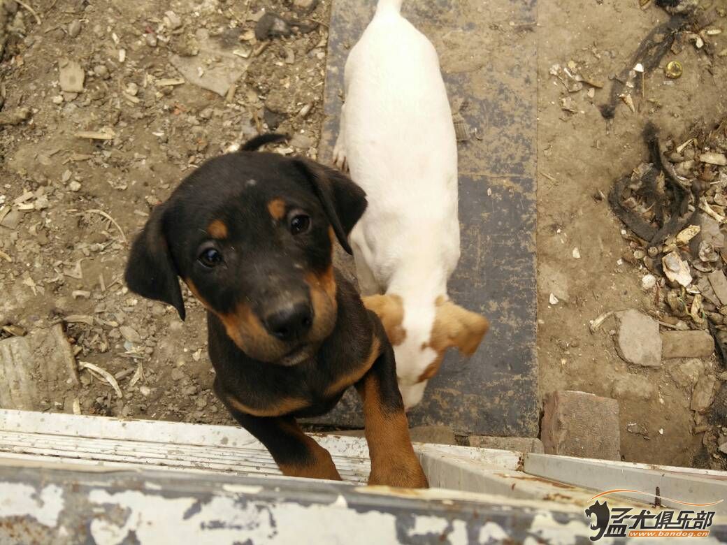 大體太倉兩公狗待售 - 綜合梗犬交易 - 猛犬俱樂部-中國具有影響力的