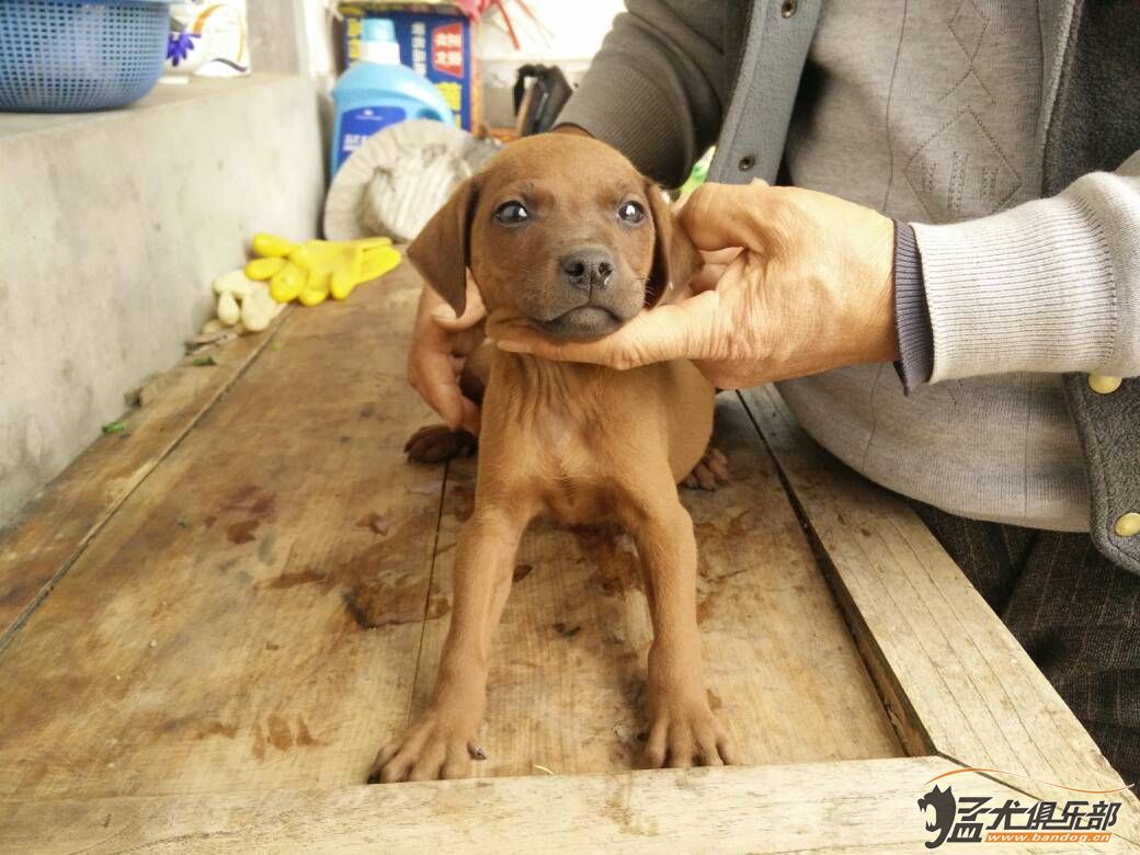 南通紅狗 - 綜合梗犬交易 - 猛犬俱樂部-中國具有影響力的猛犬網站