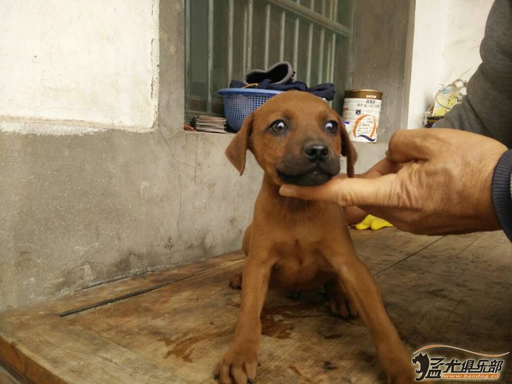 南通紅狗 - 綜合梗犬交易 - 猛犬俱樂部-中國具有影響力的猛犬網站