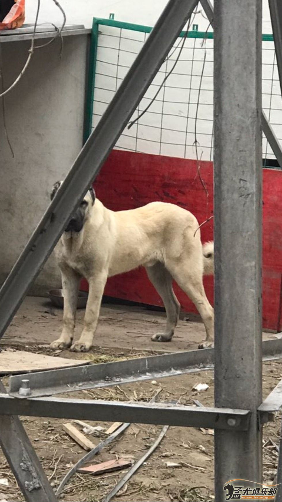 个人坎高犬转让图片