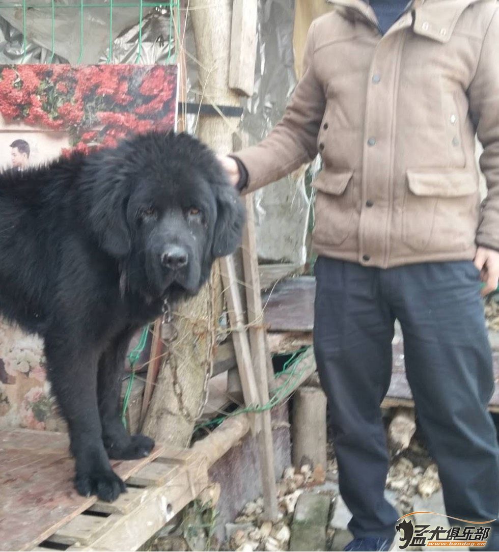 黑星犬好不好图片