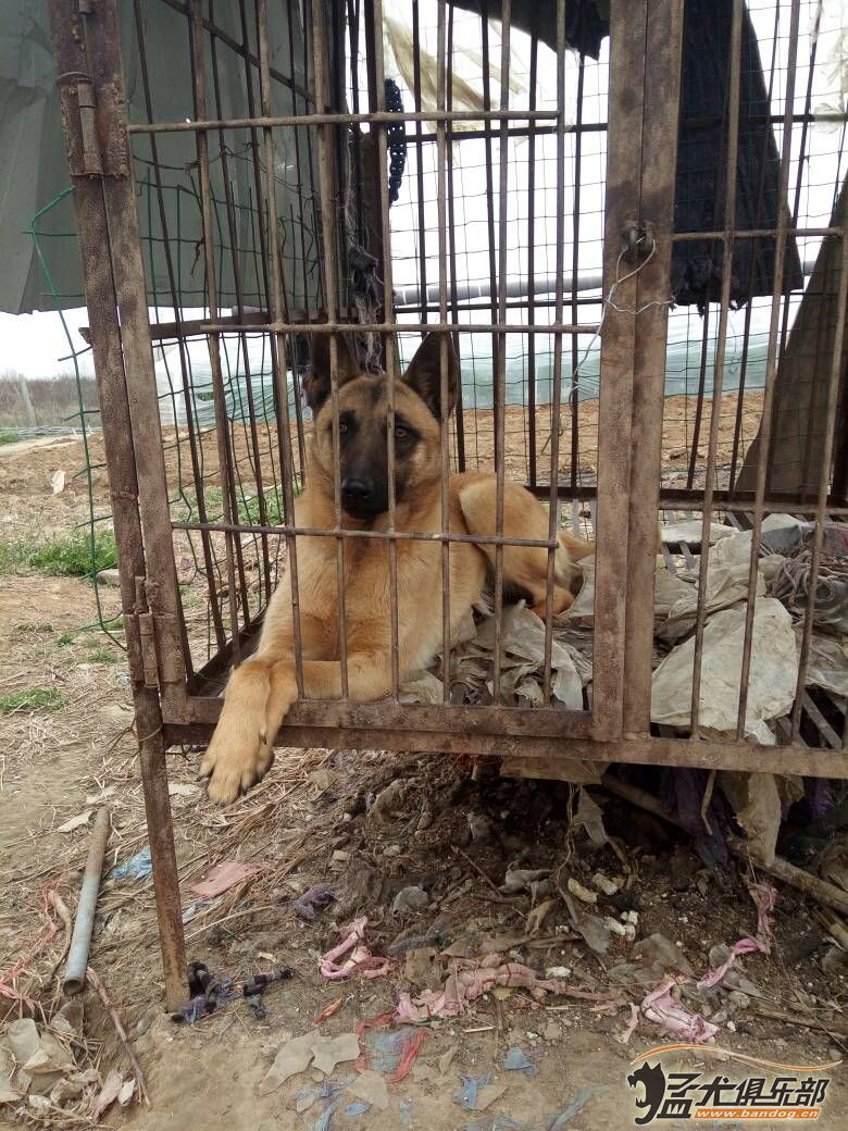 进口马犬种母图片图片