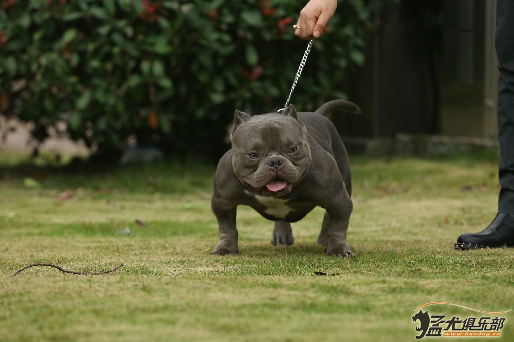 恶霸犬三大血系图片