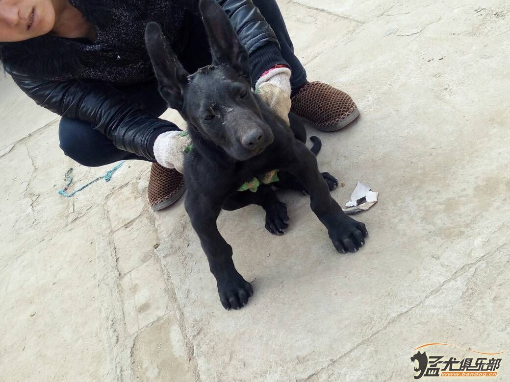 中華狼青幼犬