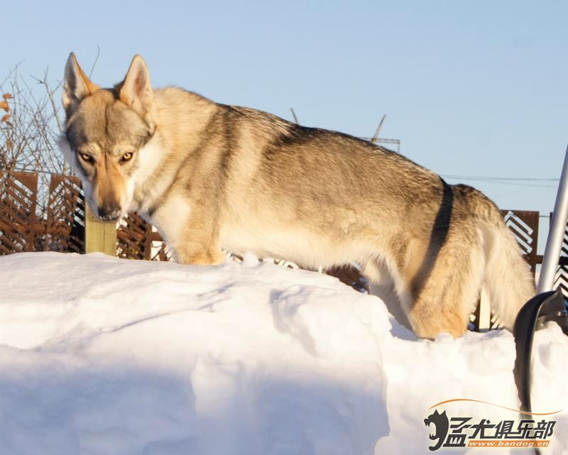 捷克狼犬