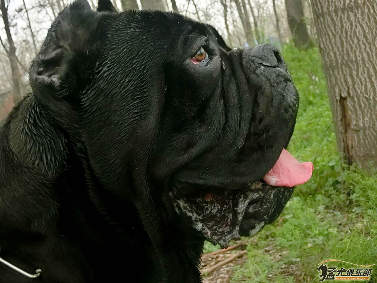 大型犬品种大全 黑色图片