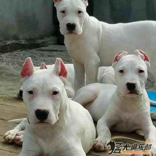 猎犬之王杜高犬