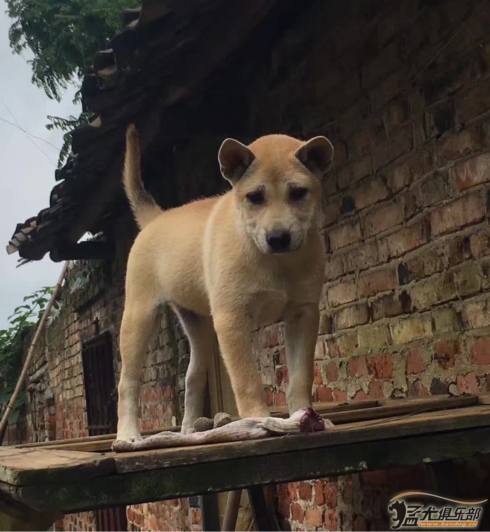 广西猎犬 极品图片