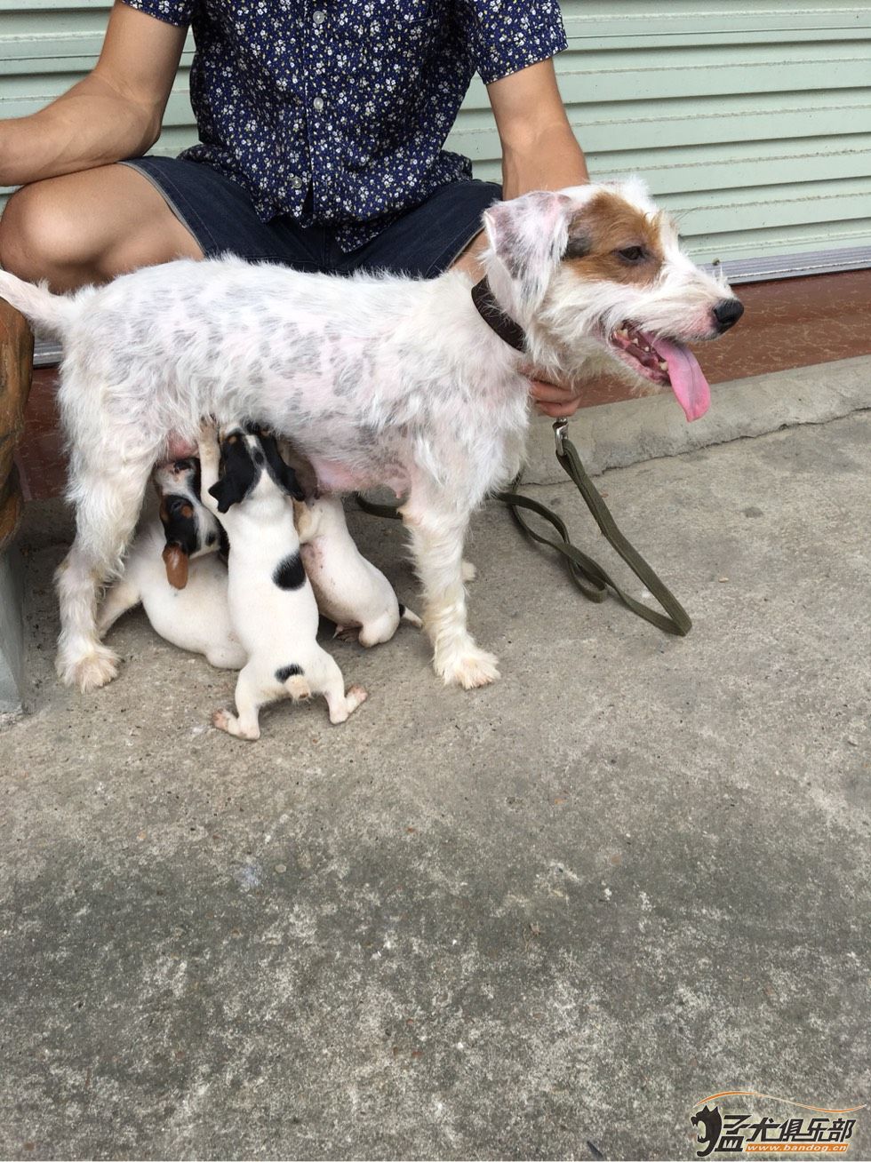 太倉小獵犬