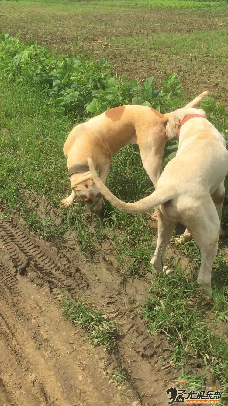 出售三個庫達 - 庫達犬交易 - 猛犬俱樂部-中國具