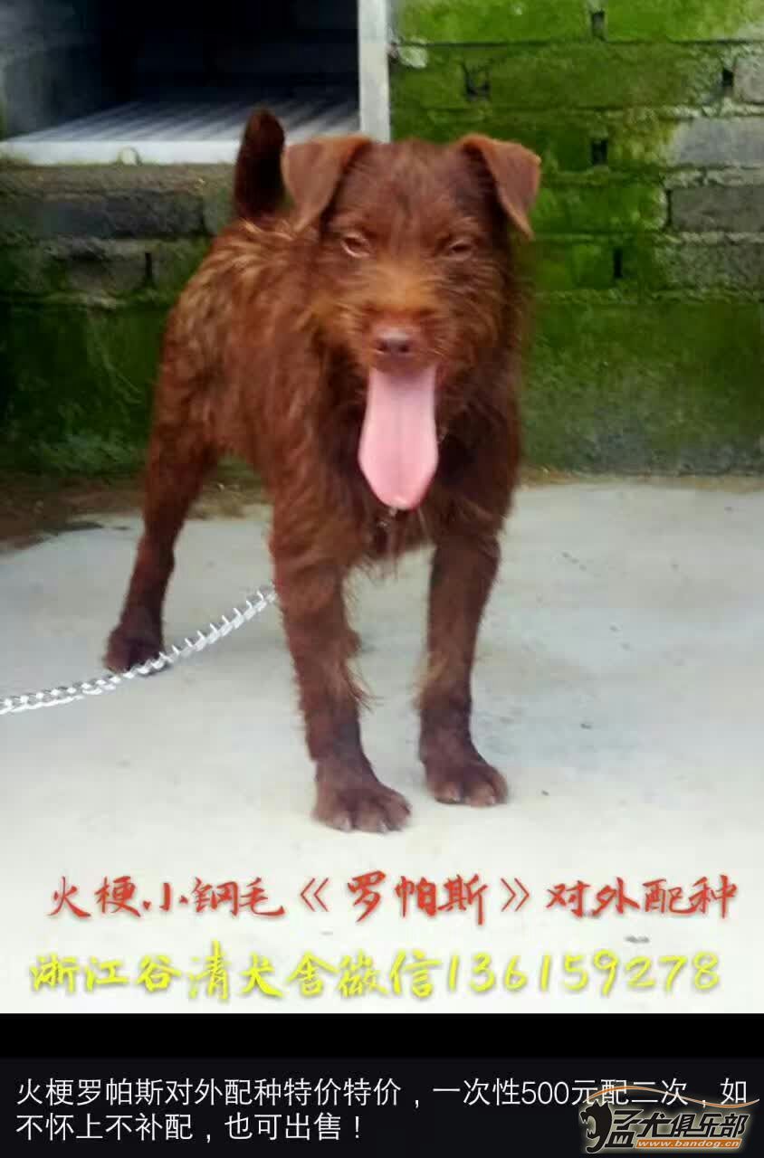 猛犬俱樂部註冊x 出售出售 1《美國浣熊獵犬沃克》八個月公,母各