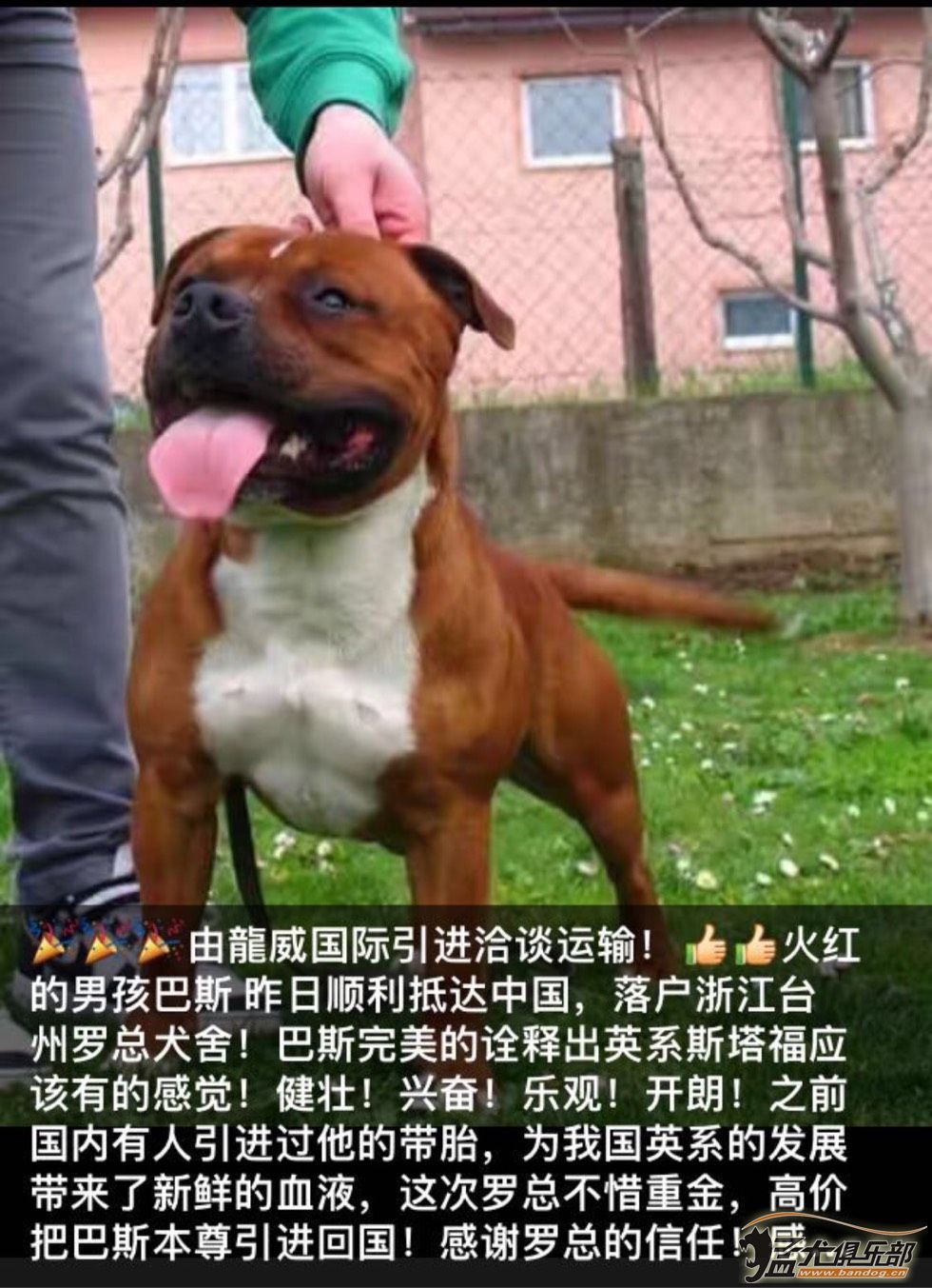 英系斯塔福犬图片