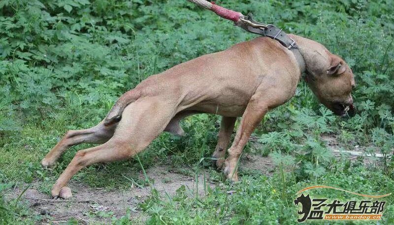 小狗出售喜歡基多,艾莉的進 - 比特犬交易 - 猛犬俱樂部-中國具有影響