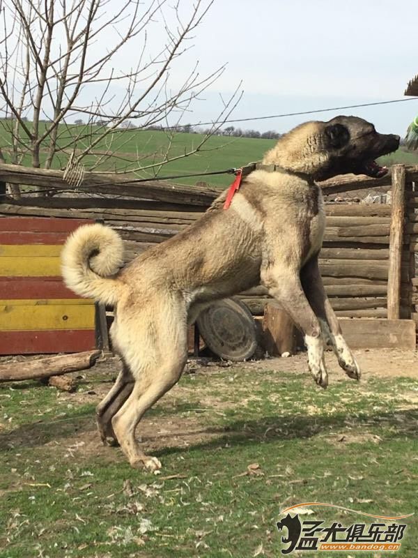 中亚咬(猎)狼犬图片