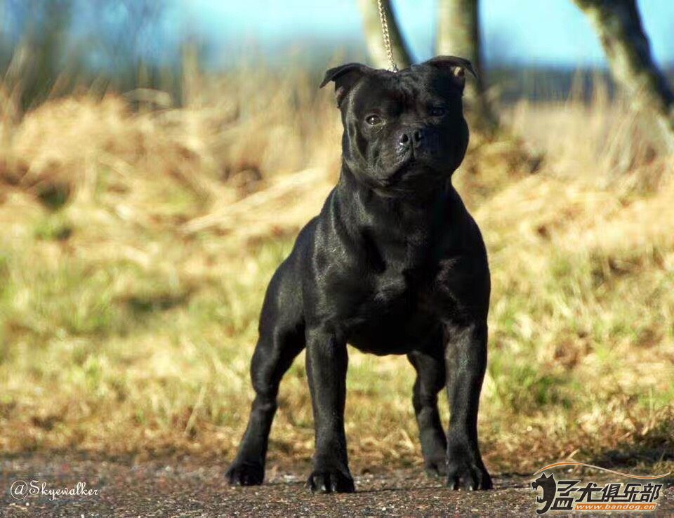 英系斯塔福犬图片