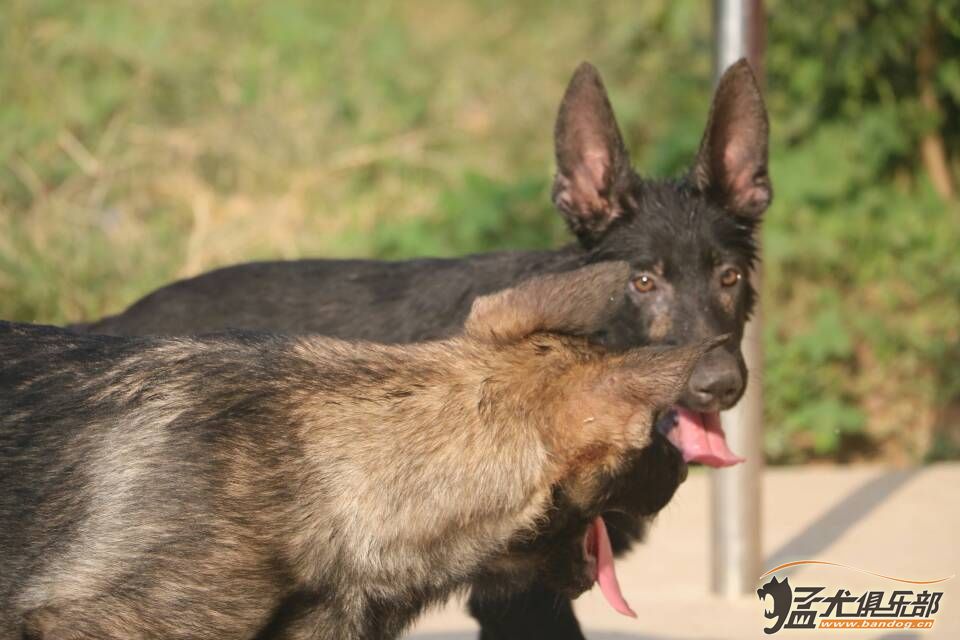 四個月東德幼犬出售