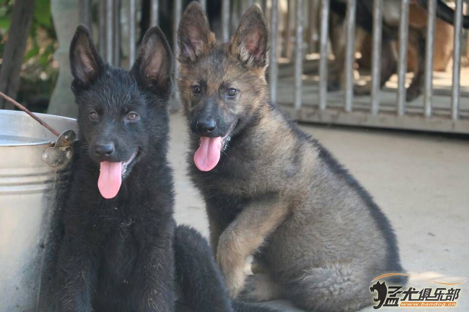 两个多月东德幼犬出售