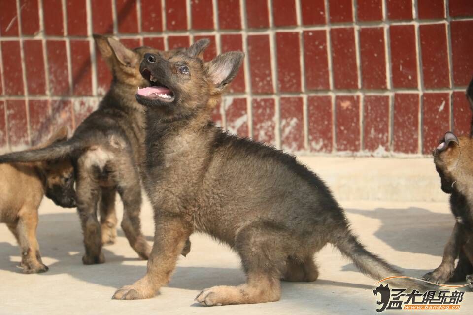 两个多月东德幼犬出售