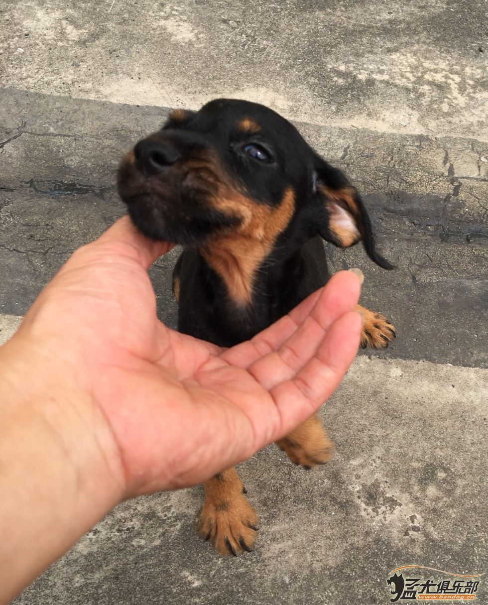 德國獵梗出售-路虎搭配雷奧女 - 綜合梗犬交易 - 猛犬俱樂部-中國具有