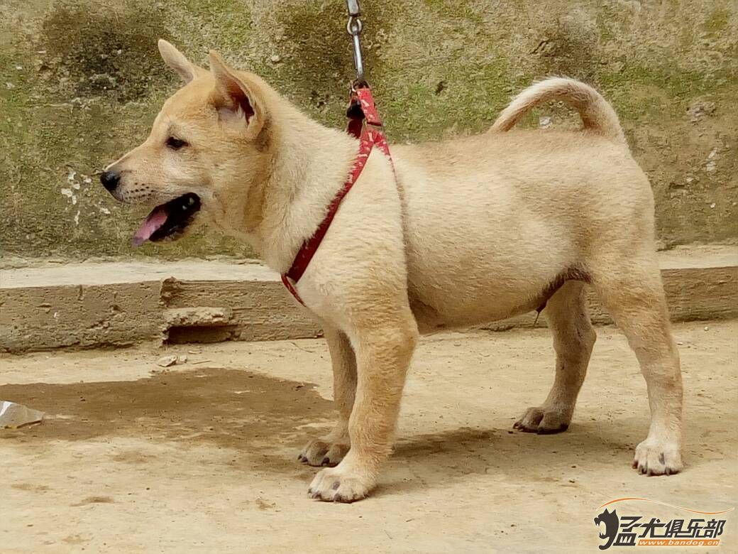 廣西土獵幼犬 - 綜合獵犬交易 - 猛犬俱樂部-中國具有影響力的猛犬