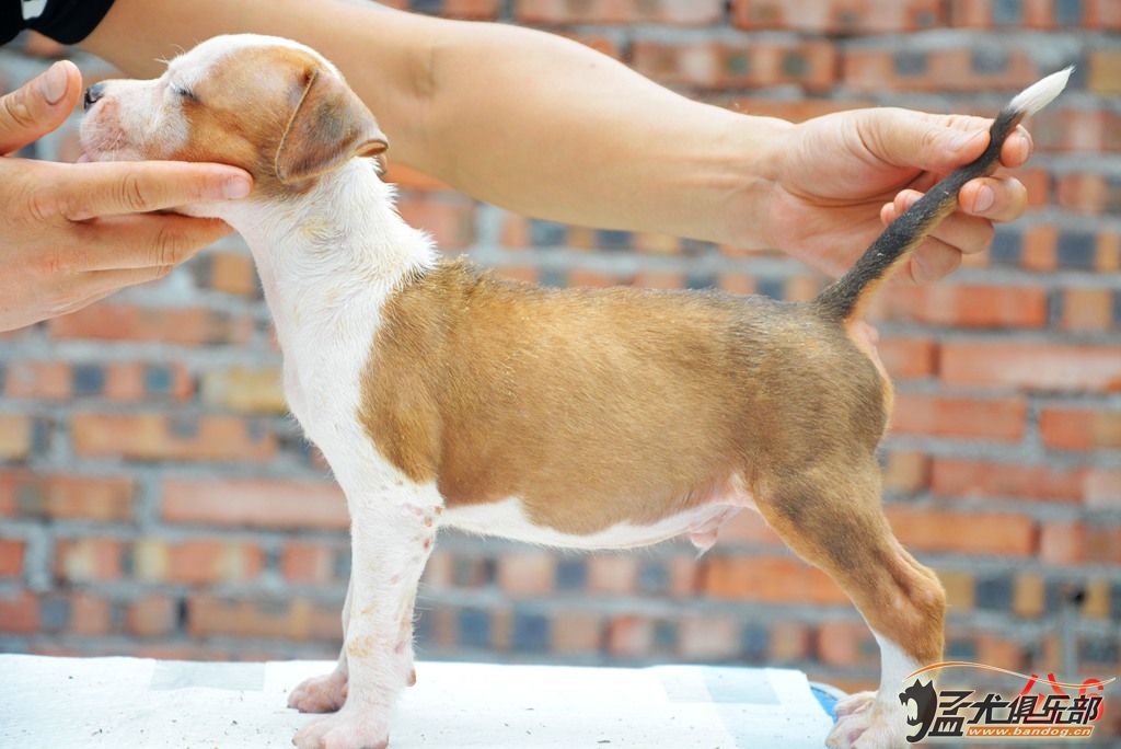 猛犬俱樂部註冊x父親高柏,世界冠軍don孫子,中國登錄冠軍ben兒子,母親