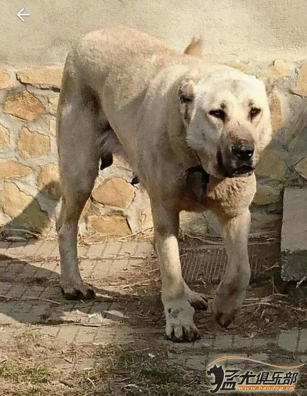 俄罗斯高狼犬图片