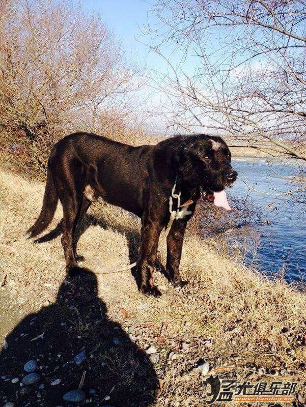 正宗高狼犬图片图片