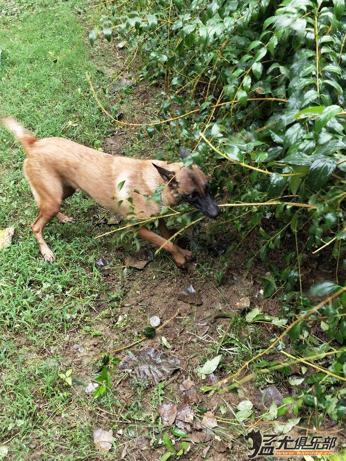 帕拉丁马犬简介图片