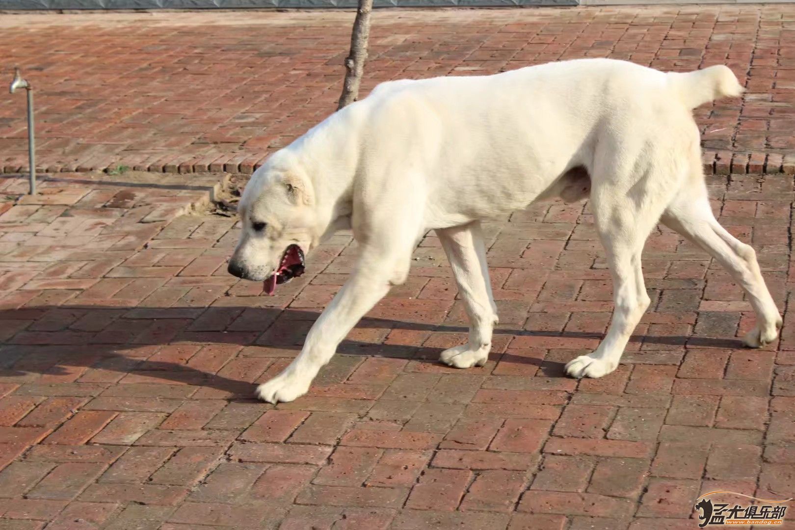 大丹犬白色图片