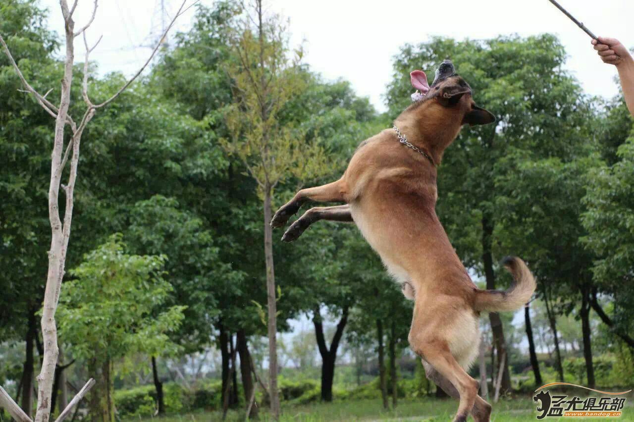 皮图后代小马犬出售