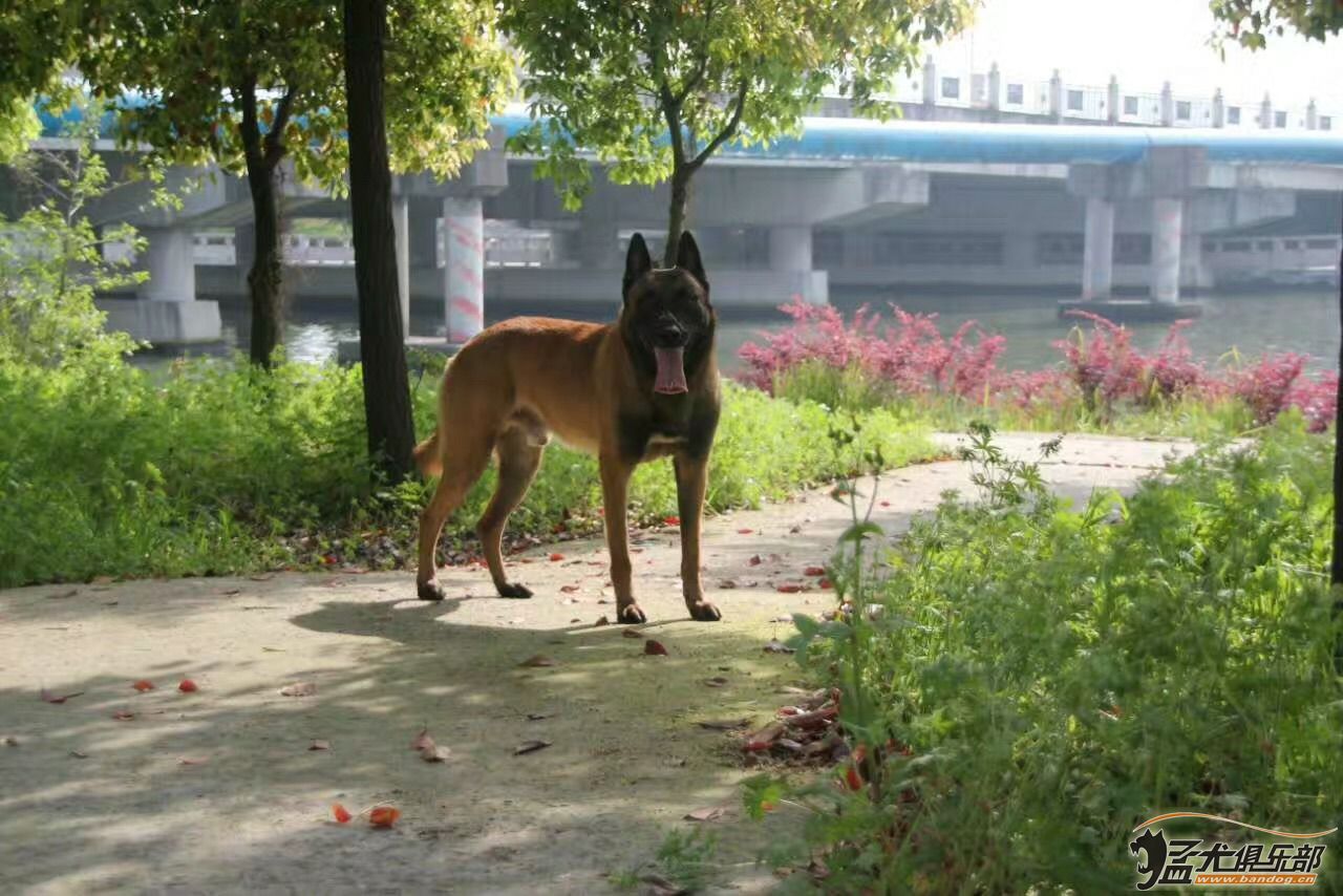 皮图后代小马犬出售