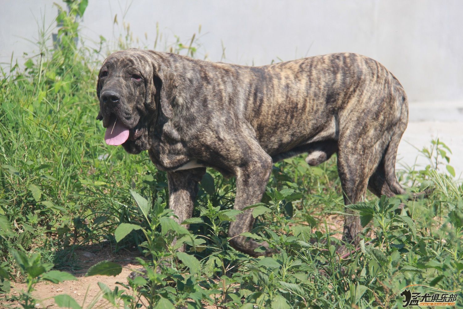 巴西菲乐犬图片