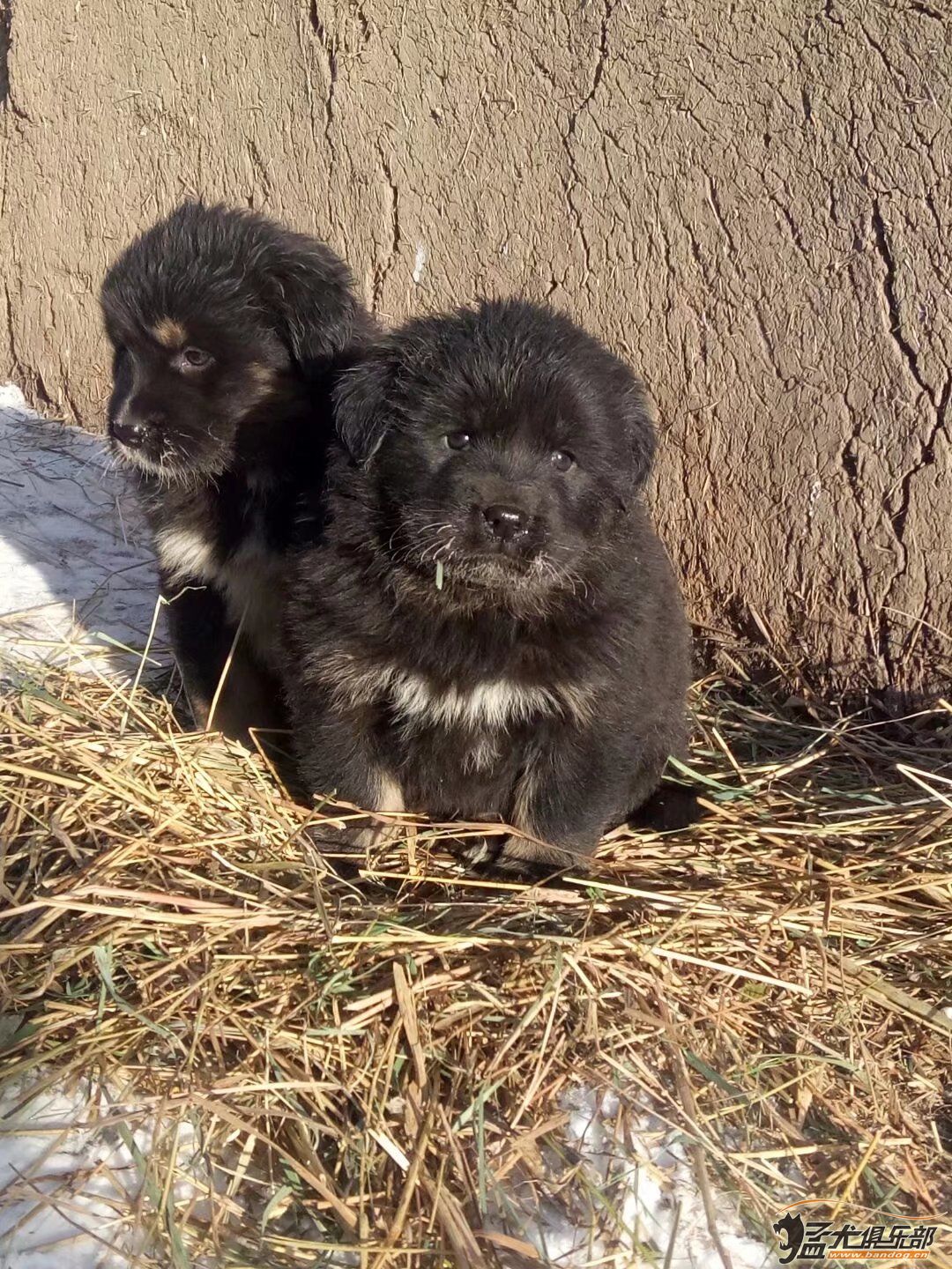原生态蒙古獒 巴尔虎幼犬