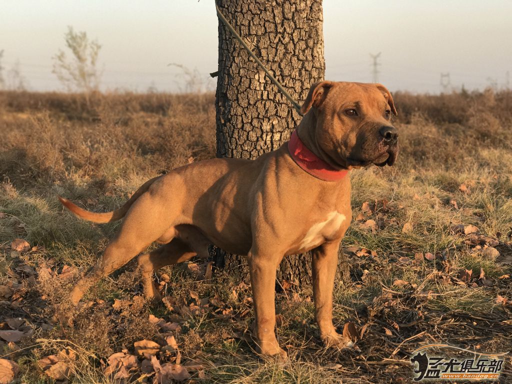 比特犬 - 猛犬俱樂部-中國具有影響力的猛犬網站 - powered by