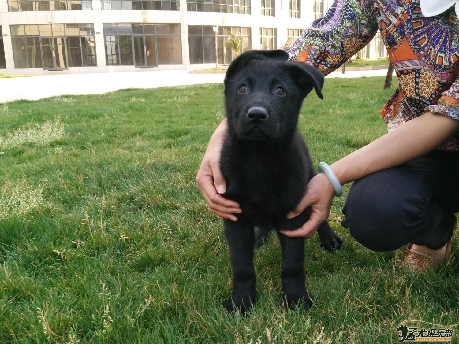 粉证东德幼犬出售