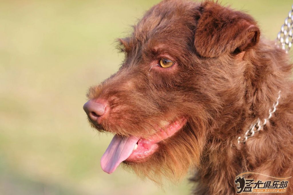 国外刚毛火梗犬图片