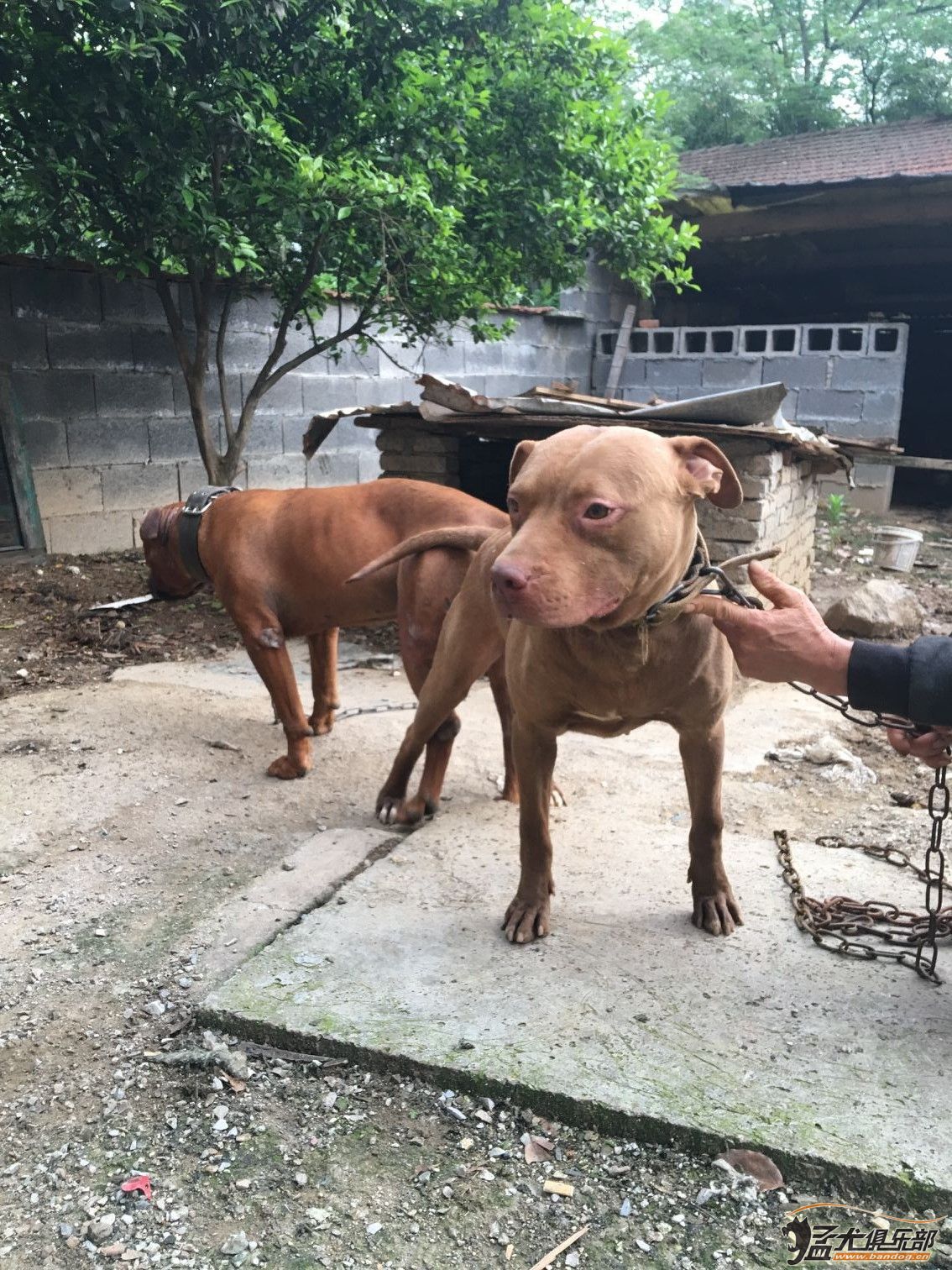 血統比特犬 重口種公 老版大體比特幼犬開始預訂錯過這窩等待一年