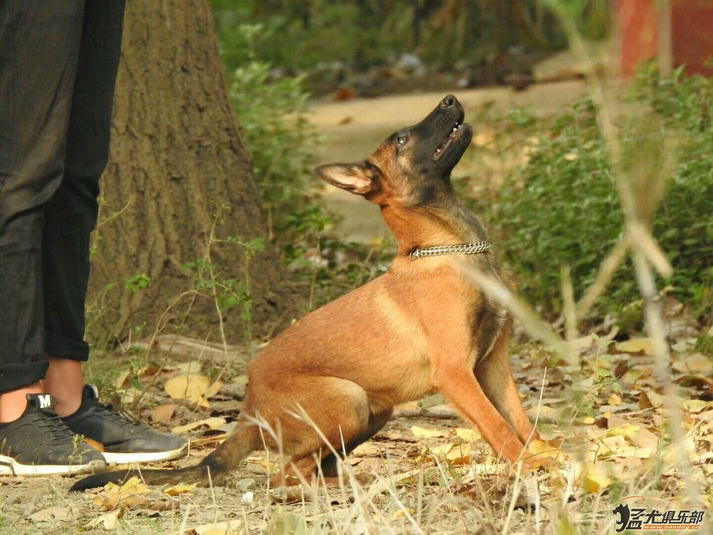 四个月小公马犬出售