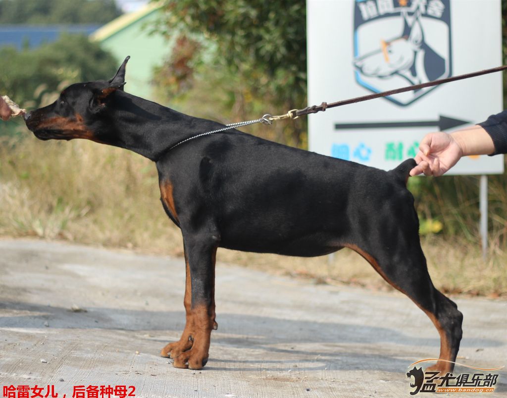 南京拉風杜賓犬舍——凱撒搭配駭客女兒同胎三條超強母犬展示