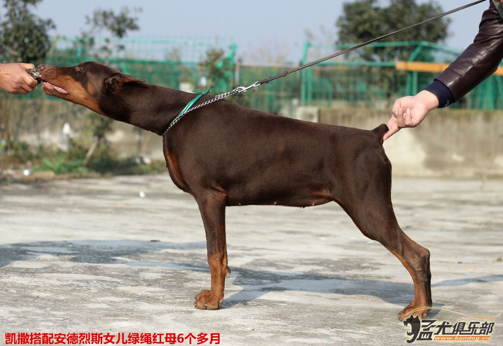 南京拉風犬舍————三條大骨量母犬 - 杜賓犬 - 猛犬俱樂部-中國