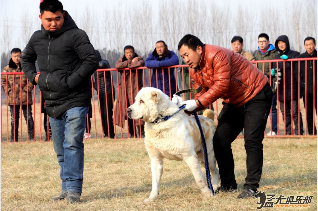 山西中亞獵狼犬協會《明樂杯》第三輪精彩瞬間