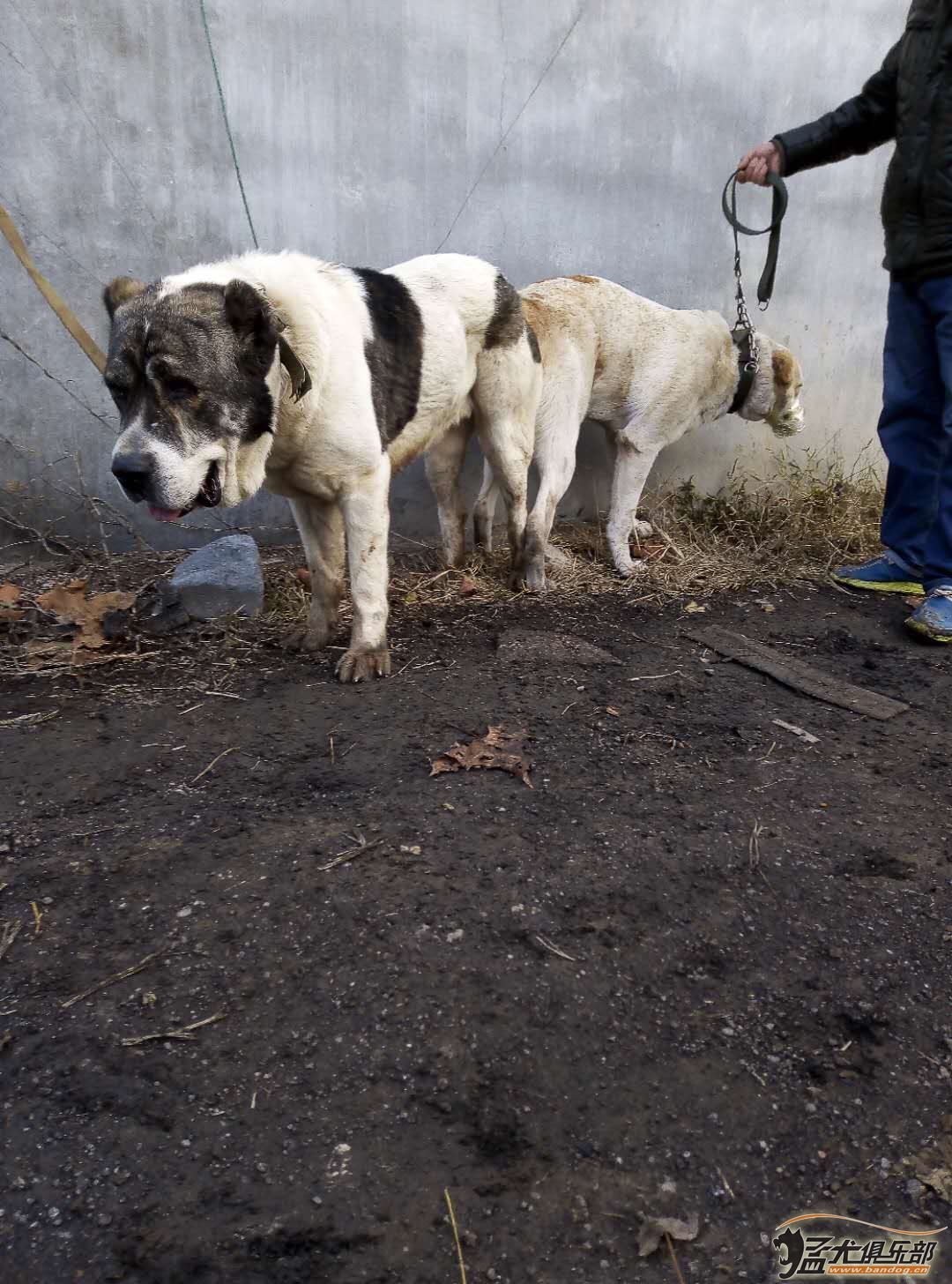 山東濰坊--------中亞獵狼犬